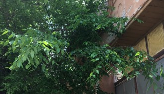 Zarasle grane u elektro vodove (Ustanička ulica)