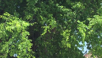 Zarasle grane u elektro vodove (Ustanička ulica)