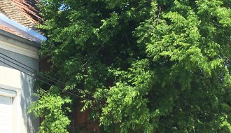 Zarasle grane u elektro vodove (Ustanička ulica)