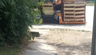 Piljara u Pionirskoj ulici