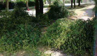 Grane posečene i ostavljene ispred ulaza u kuću