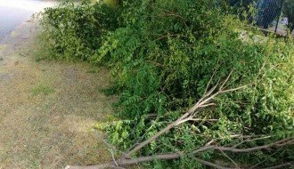 Grane posečene i ostavljene ispred ulaza u kuću