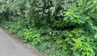 "Džungla" na kraju Ulice Partizanskih baza