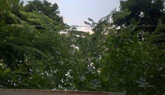 Problem sa strujom u selu Gabrić zbog neorezanih krošnji drveća