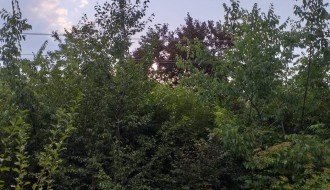 Problem sa strujom u selu Gabrić zbog neorezanih krošnji drveća