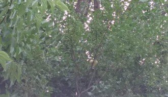 Problem sa strujom u selu Gabrić zbog neorezanih krošnji drveća