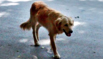 Čopori pasa po Tavankutu