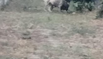 Problem sa psima lutalicama u Starom Žedniku