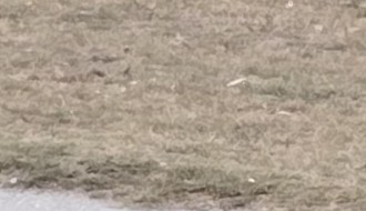 Problem sa psima lutalicama u Starom Žedniku