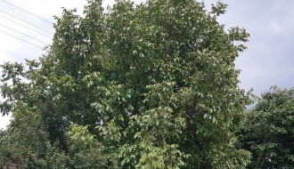 Rastinje u elektro vodovima u ulici Višanja