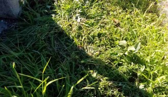 Zapušteno crkveno groblje u Dudovoj šumi