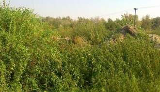 Biciklistička staza na kraju somborske pruge obrasla šibljem (Zorka)