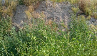 Biciklistička staza na kraju somborske pruge obrasla šibljem (Zorka)