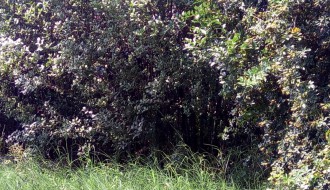 Problem kod podvožnjaka