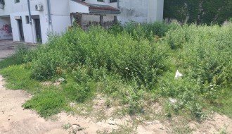 "Divljanje" korova u samom centru grada