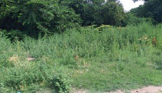 "Divljanje" korova u samom centru grada