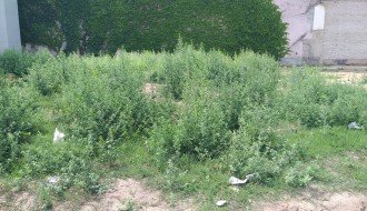 "Divljanje" korova u samom centru grada