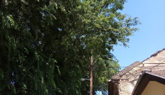 Ne(rad) javno komunalnog preduzeca cistoca i zelenilo.