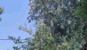 Zapušten ugao Ferenci Ibolje i Otvorene ulice, nepregledan za saobraćaj, granje u elektro vodovima