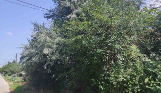 Zapušten ugao Ferenci Ibolje i Otvorene ulice, nepregledan za saobraćaj, granje u elektro vodovima