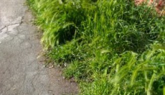 Prošla zima, stiglo proleće