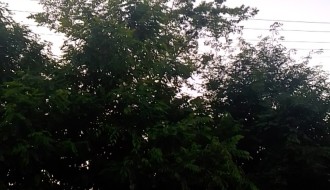 Zaraslo drveća i grana (Uskočka ulica)