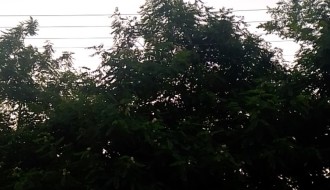 Zaraslo drveća i grana (Uskočka ulica)