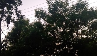 Zaraslo drveća i grana (Uskočka ulica)