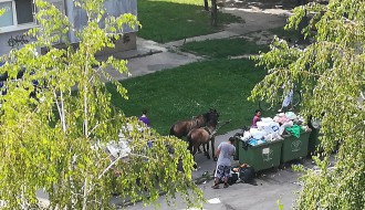 Konjska zaprega u centru grada