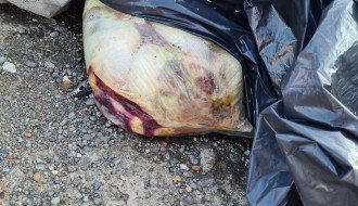 Divlja deponija kod stadiona Bačke, počeli da bacaju iznutrice