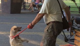Zlostavljanje psa u centru grada