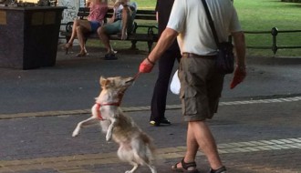 Zlostavljanje psa u centru grada