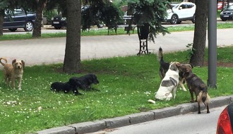 Veliki problem sa psima lutalicama na Radijalcu