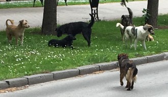 Veliki problem sa psima lutalicama na Radijalcu
