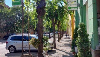 Neorezano rastinje u ulici Matije Gupca