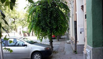 Neorezano rastinje u ulici Matije Gupca