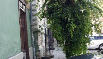 Neorezano rastinje u ulici Matije Gupca