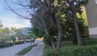 Trulo drvo u Ulici Kizura Ištvana