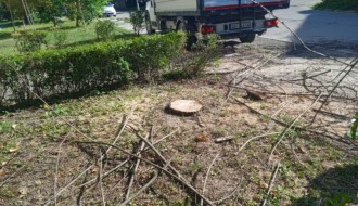 Trulo drvo u Ulici Kizura Ištvana