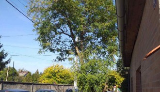 Problem sa stablom u ulici Jovana Mikića