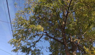 Problem sa stablom u ulici Jovana Mikića