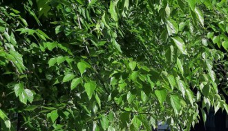 Krater kod vrtića Veverica