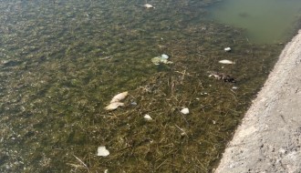 Uginule životinje (ribe i ptice) u Palićkom jezeru