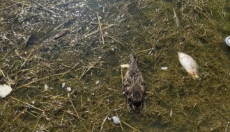 Uginule životinje (ribe i ptice) u Palićkom jezeru