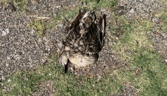 Uginule životinje (ribe i ptice) u Palićkom jezeru