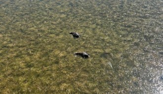 Uginule životinje (ribe i ptice) u Palićkom jezeru