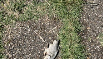 Uginule životinje (ribe i ptice) u Palićkom jezeru