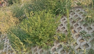 Košenje korova na rekonstruisanom podvožnjaku kod Nove opštine