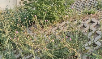 Košenje korova na rekonstruisanom podvožnjaku kod Nove opštine