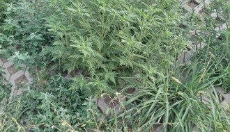 Košenje korova na rekonstruisanom podvožnjaku kod Nove opštine